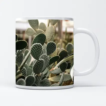 Prickly Pear Cactus Greenhouse Close Up