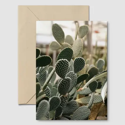 Prickly Pear Cactus Greenhouse Close Up