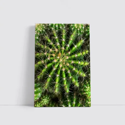 Green Cactus Close Up Top View