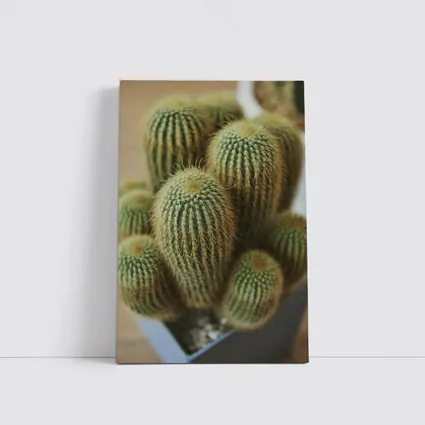 Golden Barrel Cactus Cluster Close Up
