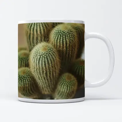 Golden Barrel Cactus Cluster Close Up