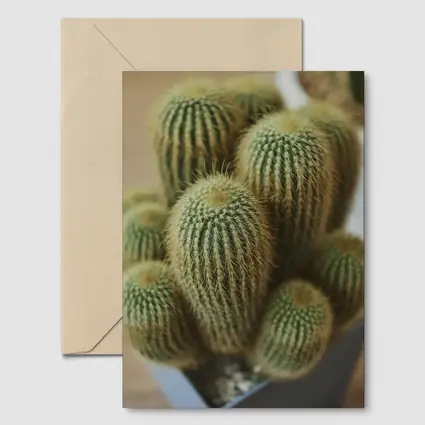Golden Barrel Cactus Cluster Close Up