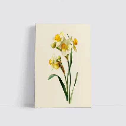Narcissus Daffodil Botanical Art Beige Background