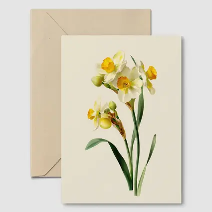Narcissus Daffodil Botanical Art Beige Background