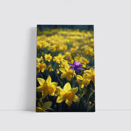 Yellow Daffodils Field Single Purple Flower
