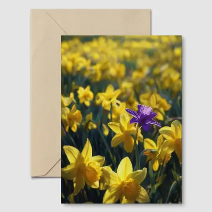 Yellow Daffodils Field Single Purple Flower