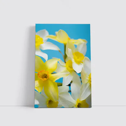 White Yellow Daffodils Blue Background
