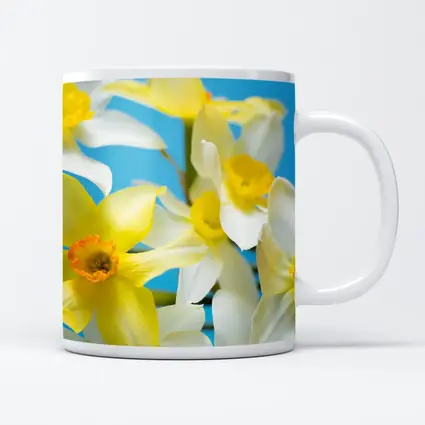 White Yellow Daffodils Blue Background