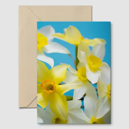 White Yellow Daffodils Blue Background