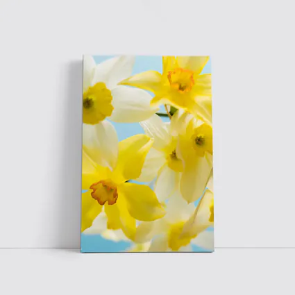 Yellow White Daffodils Blue Sky Background