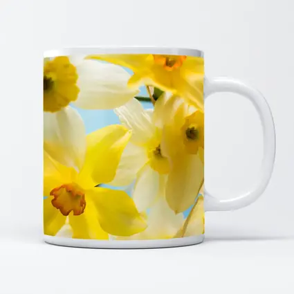 Yellow White Daffodils Blue Sky Background