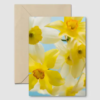 Yellow White Daffodils Blue Sky Background