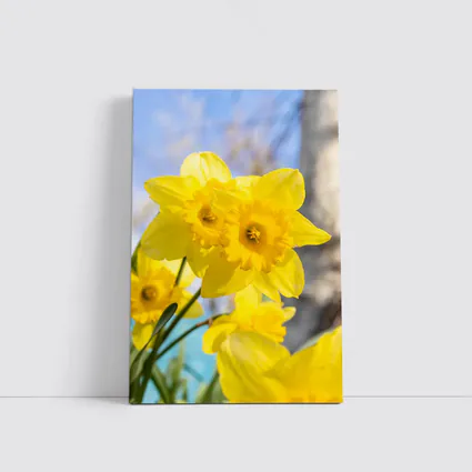 Yellow Daffodils Blue Sky Spring Garden