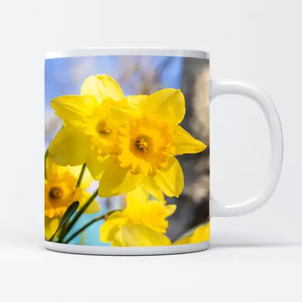 Yellow Daffodils Blue Sky Spring Garden