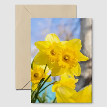 Yellow Daffodils Blue Sky Spring Garden