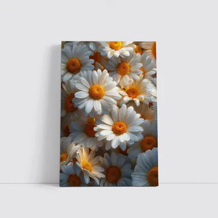 White Daisy Flowers Golden Centers Close Up