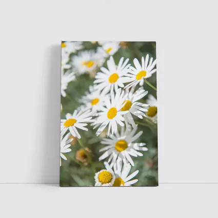 White Daisy Flowers Green Garden Background