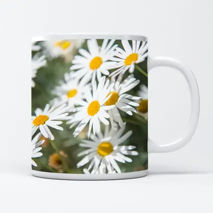 White Daisy Flowers Green Garden Background