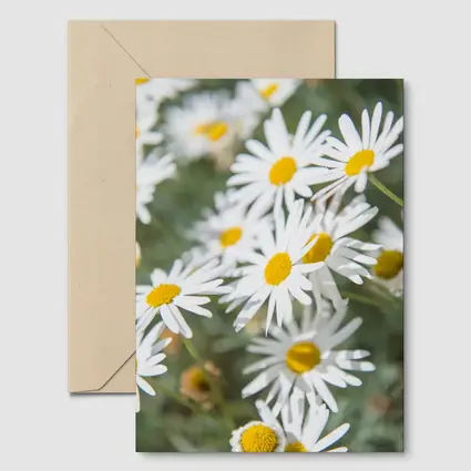 White Daisy Flowers Green Garden Background