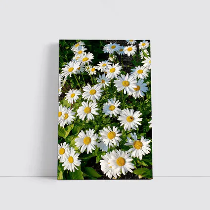 White Daisies Blooming In Green Garden