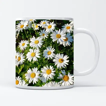 White Daisies Blooming In Green Garden