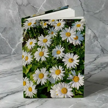 White Daisies Blooming In Green Garden