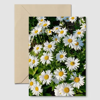 White Daisies Blooming In Green Garden