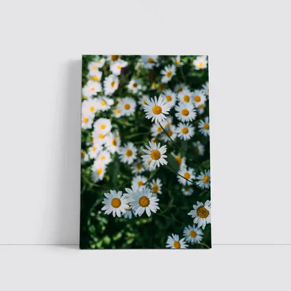 White Daisies Blooming Over Green Garden