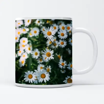White Daisies Blooming Over Green Garden