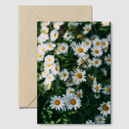 White Daisies Blooming Over Green Garden