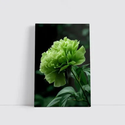 Green Peony Flower Dark Botanical Background