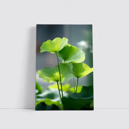 Lotus Leaves Green Light Soft Background