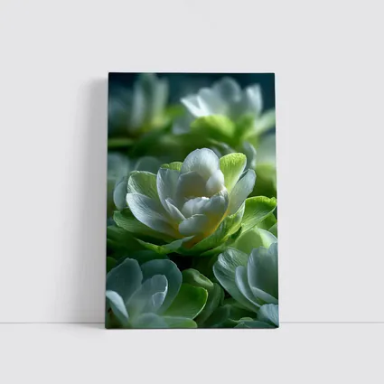 White Green Freesia Flowers Close Up