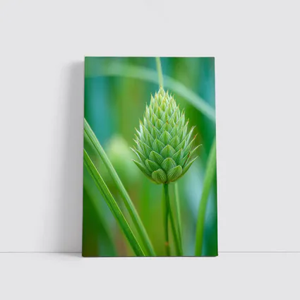 Green Allium Bud Soft Bokeh Background