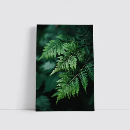 Green Fern Leaves Dark Forest Background