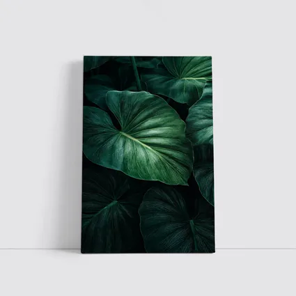 Dark Green Tropical Elephant Ear Leaves