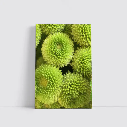 Green Chrysanthemum Flowers Close Up Cluster