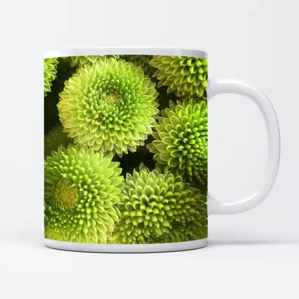 Green Chrysanthemum Flowers Close Up Cluster