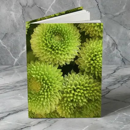 Green Chrysanthemum Flowers Close Up Cluster