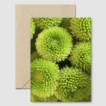 Green Chrysanthemum Flowers Close Up Cluster