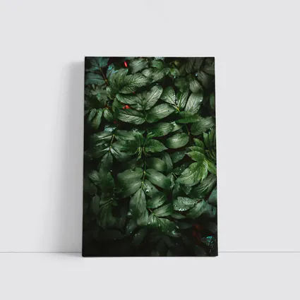 Dark Green Wet Leaves Nature Close Up