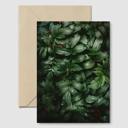 Dark Green Wet Leaves Nature Close Up