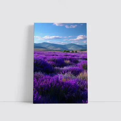 Purple Lavender Field Mountains Blue Sky