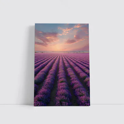 Lavender Field Rows At Sunset Sky