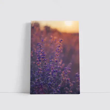 Purple Lavender Field Golden Sunset Glow