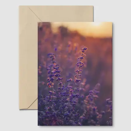 Purple Lavender Field Golden Sunset Glow
