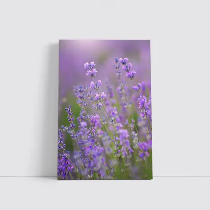 Lavender Flowers Purple Field Soft Light