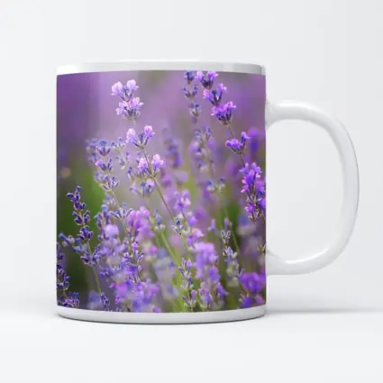 Lavender Flowers Purple Field Soft Light