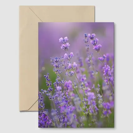 Lavender Flowers Purple Field Soft Light