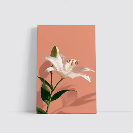 White Lily Flower Soft Peach Background